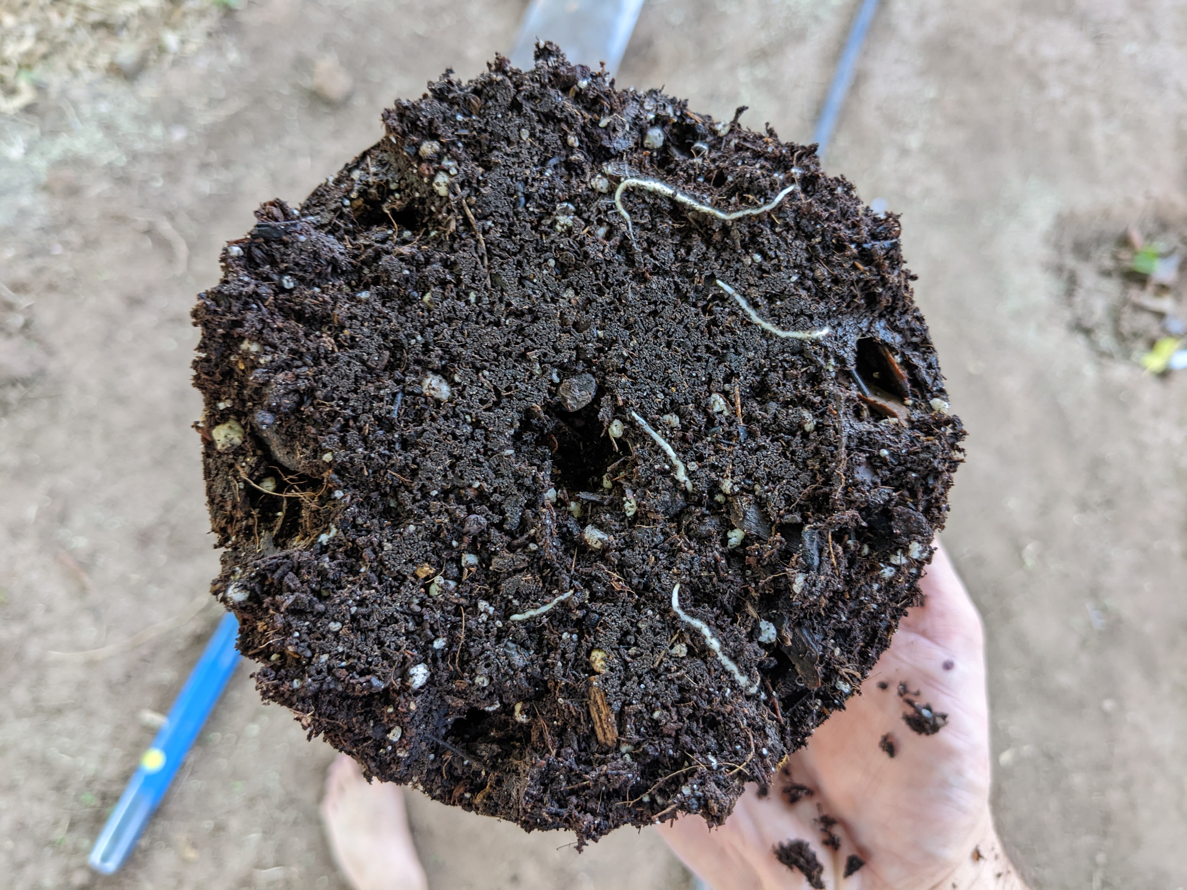 Longan Tree Roots Longan from seed – Growing in Phoenix